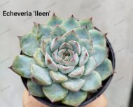 Echeveria  'Ileen'