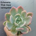 Echeveria Pink Vera variegated