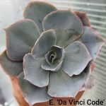 Echeveria 'Da Vinci Code'