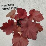 Heuchera 'Royal Ruby '