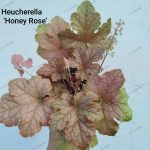 Heucherella 'Honey Rose'
