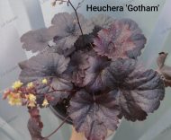 Heuchera 'Gotham' - Slika 2
