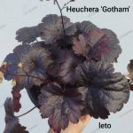 Heuchera 'Gotham'