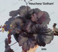 Heuchera 'Gotham'