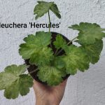 Heuchera 'Hercules'