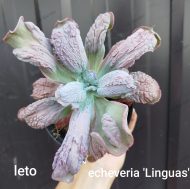 Echeveria Linguas