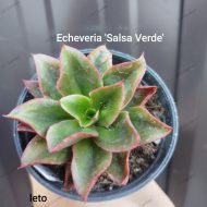 Echeveria Salsa Verde