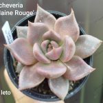 Echeveria 'Naine Rouge'