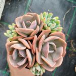 Mix