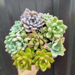 Echeveria mix