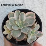 Echeveria 'Suyon' variegated cristata