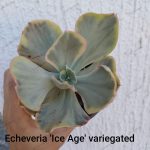 Echeveria 'Ice Age' variegated