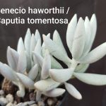 Caputia tomentosa/ Senecio hawothii