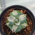 Agave potatorum 'Shoji Raijin'