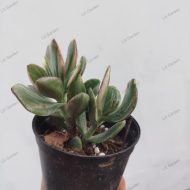 Crassula Ovata 'Tricolor' - Slika 2