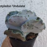 Cotyledon 'Undulata'