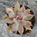 Echeveria Lotus Lantern/Pink Dragon/Red Dragon variegated