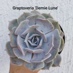 Graptoveria 'Demie Lune '