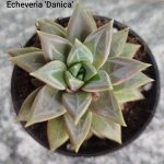 Echeveria 'Danica'
