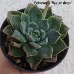 Echeveria 'Water Drop'