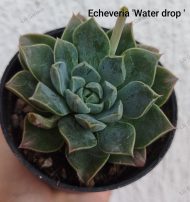 Echeveria 'Water Drop'
