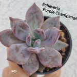 Echeveria 'Purple Champange'