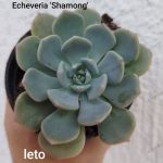 Echeveria 'Shamong'