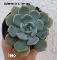 Echeveria 'Shamong'