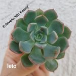 Echeveria 'Wiz Beauty'