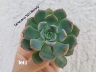 Echeveria 'Wiz Beauty'
