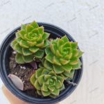 Sedeveria Leticia