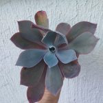 Echeveria 'Afterglow'