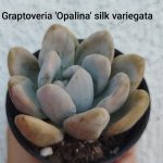 Graptoveria Opalina Silk variegated