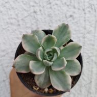 Echeveria Atlantis variegeted