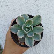 Echeveria Atlantis variegeted - Slika 2