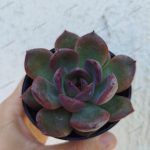 Echeveria Ruby Garnett