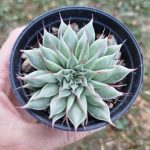 Graptoveria 'Silver Star '