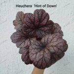 Heuchera 'Hint of Down'
