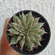 Graptoveria 'Silver Star ' - Slika 2