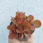 Echeveria 'Pappy's Rose' crestata