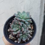 Echeveria Papillon