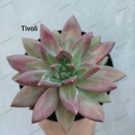 Pachyveria 'Tivoli'