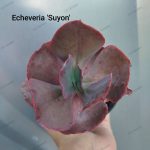 Echeveria Suyon
