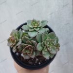 Sedeveria 'Rolly' variegated