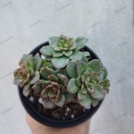 Sedeveria 'Rolly' variegated