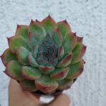 Echeveria Morota