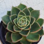 Echeveria Anvely