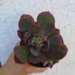 Echeveria Julia