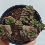 Cremnosedum 'Little Gem'