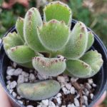 Cotyledon tomentosa 'Bear's Paw'